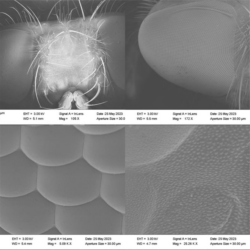SEM image of a fly